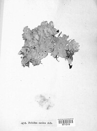 Peltigera canina image